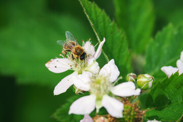 A bee pollinates a blackberry blossom.