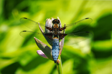 Dragonfly sitting on a flower with green background.