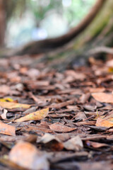 autumn leaves on the ground of a tree stump