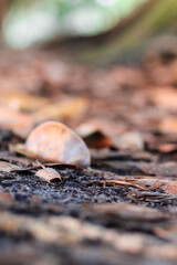autumn leaves on the ground of a tree stump