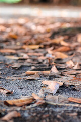 autumn leaves on the ground of a tree stump
