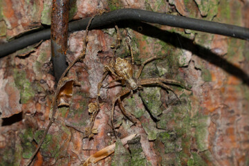 Spider sitting on the bark of a tree.