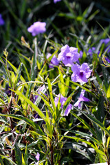 Beautiful Flowers in a Garden at summer time