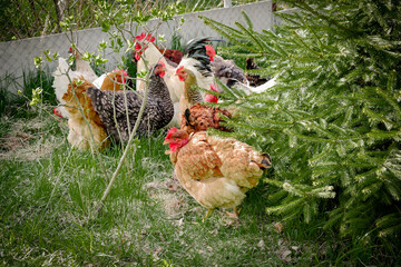 Chickens and rooster feeding on rural barnyard on green grass. Hens on backyard in free range poultry eco farm. poultry farming concept.chicken coop in sunny summer day