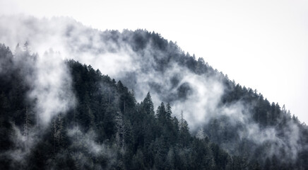 Green Evergreen Trees in a forest on top of a mountain covered in clouds and fog. Umpqua National...