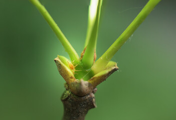 close up of a branch of a tree with a small spider hiding in the corner. 