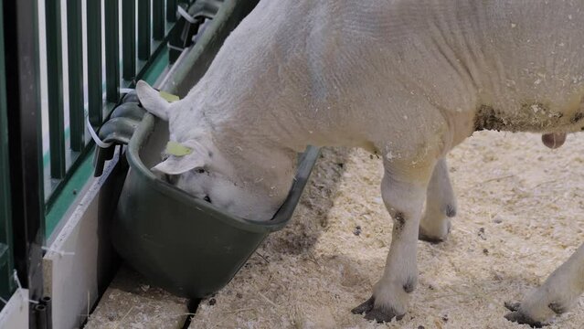 Portrait of white Texel sheep eating compound feed from feedlot at agricultural animal exhibition, small cattle trade show. Farming, feeding, industry, livestock and animal husbandry concept