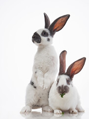 two Cute rabbits on a white background. funny animal in studio 