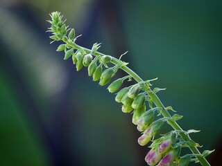 Foxglove 