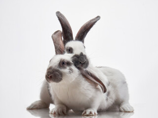 two Cute rabbits on a white background. funny animal in studio 