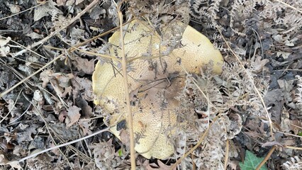 mushrooms in the forest