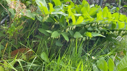 green grass in the garden