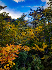 Fototapeta premium El bosque en un otoño patagonico