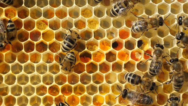 Signs of the development of a bee colony.
Colony life of honey bees.
The frame includes pollen, nectar, honey,  egg and larvae and cocoons of developing insects delivered to the hive. 

