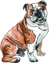 Siedzący pies rasy buldog. - obrazy, fototapety, plakaty