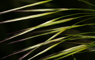 Ears of grass on a macro scale. Grass seeds close-up. Abstract natural macro background.