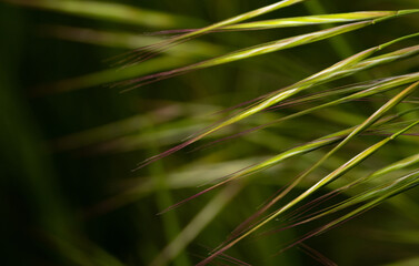Ears of grass on a macro scale. Grass seeds close-up. Abstract natural macro background.