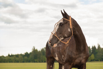 A young thoroughbred stallion is a horse polo player against the backdrop of nature. The horse's...