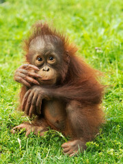 Orangutan puppy