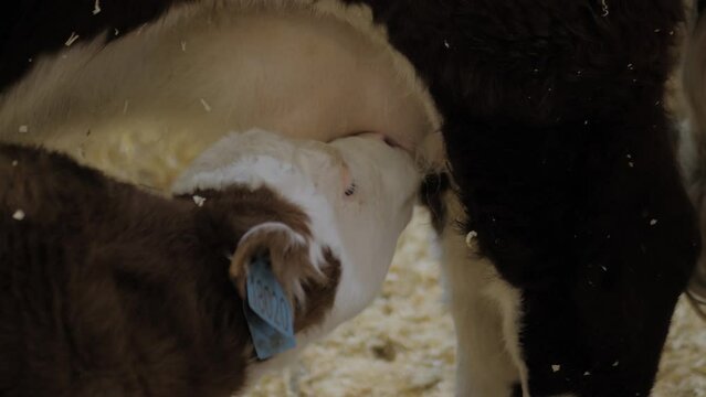 Cute brown and white calf drinking milk from mother cow udder in stable at agricultural animal exhibition, cattle farm - close up. Farming, suckling, feeding, agriculture concept