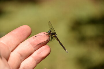 Dragonfly basking on one hand, in the sun.