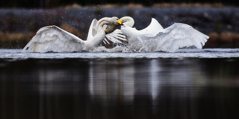 Two male whooper swans (Cygnus cygnus) fighting over territory in spring.