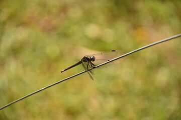 Dragonfly basking in the sun.