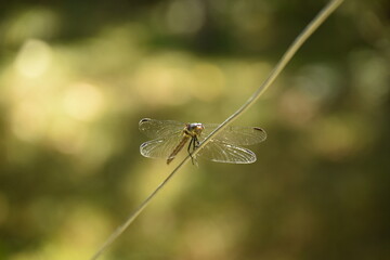 Dragonfly basking in the sun.