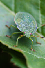 green shield bug on a green leaf