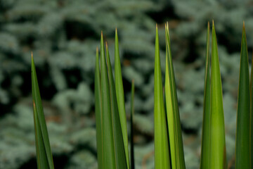 grass, plant, nature, leaf, spring, summer, water, leaves, macro, garden, dew, fresh, meadow, drop, green, blade, field, closeup, lawn, growth, drops, freshness, wet, foliage, texture