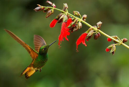 Buff-tailed Coronet - Boissonneaua flavescens hummingbird in brilliants, tribe Heliantheini in subfamily Lesbiinae, found in Colombia, Ecuador, and Venezuela, green and rufous bird drink nectar