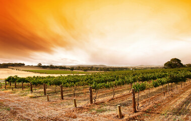 Obraz premium Summer Vineyard Sunrise