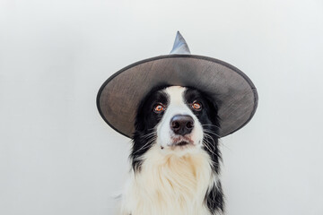 Trick or Treat concept. Funny puppy dog border collie dressed in halloween hat witch costume scary...