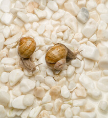 beautiful snails on white stones with free space for texts and titles. concept for spa and wellness