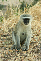 Vervet Monkey, Kruger National Park, South Africa