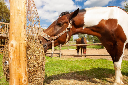 Horse eating hay from haynet, on a horse ranch, outdoors, on a summer sunny day.