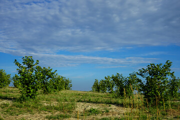 Fototapeta na wymiar A field with hazelnut trees