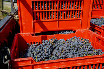 Harvest in vineyards in Barolo