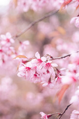 Close up Cherry blossom flower heads with blur background