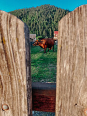 A brown cow grazes in the yard on the green grass.