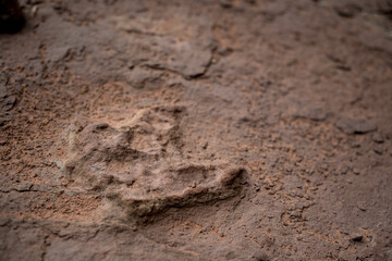 Close-up of a dinosaur footprint left in the rock