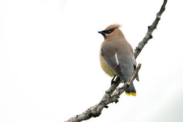 A Cedar Waxwing  Perched on a Branch