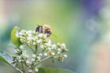 Honey Bee on White Weeds