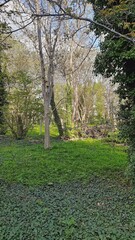 Fototapeta premium path in the park