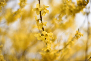Żółte kwiaty forsycji