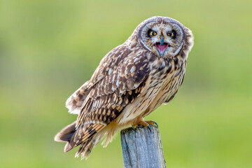 Short-eared owl calling with beak open wide