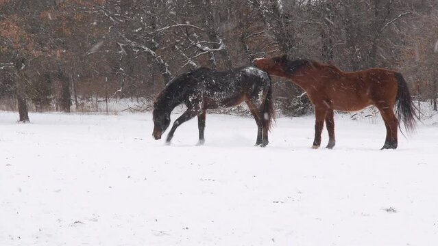 Dark bay Arabian horse pawing at snow and then rolling on it