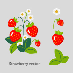 Vector illustration of  strawberry