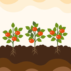 Growing vegetables. Tomato plant, orange tree