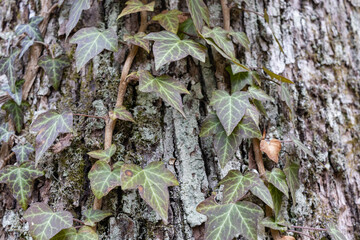Ivy roots on tree trunk. Hedera helix or European ivy climbing on bark of a tree. Close up